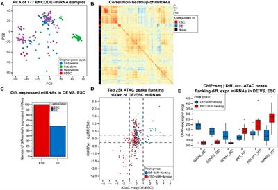 MicroRNAs provide negative feedback and stability in gene regulatory network models of cell-state transitions